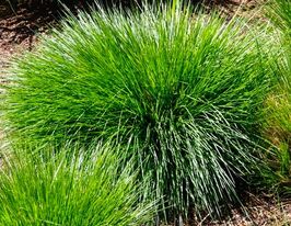 Луговик дернистый Палава (Deschampsia cespitosa Palava) купить