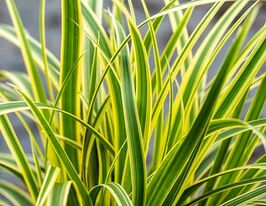 Осока японская Ванилла Айс (Carex morrowii Vanilla Ice) купить