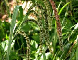 Осока повислая (Carex pendula) купить