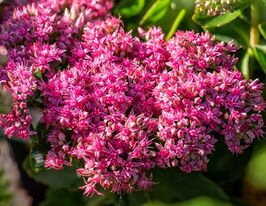 Очиток (седум) видный Хот Стафф (Sedum spectabile Hot Stuff) купить