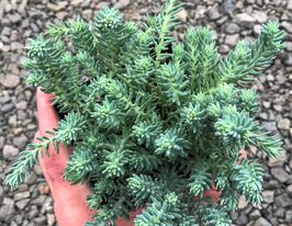 Очиток скальный Блу Спрус (Sedum rupestre Blue Spruce) купить