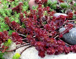 Очиток (седум) ложный Драгонс Блад (Sedum spurium Dragons Blood) купить