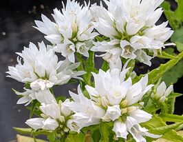 Дзвіночок скупчений Дженті Вайт (Genti White)купити