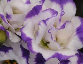 Еустома великоквіткова махрова АВС F1 блу рімкупити