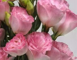 Еустома великоквіткова махрова АВС F1 місті пінккупити