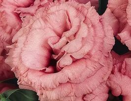 Еустома великоквіткова махрова АВС F1 рожевакупити