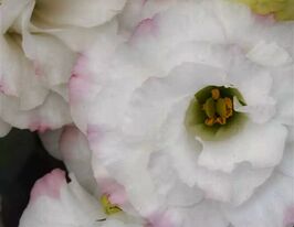 Эустома крупноцветная махровая АВС F1 роуз рим купить