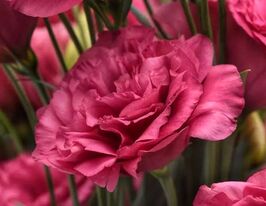 Эустома махровая Кан Кан F1 кармин роуз купить