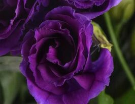 Эустома махровая Кан Кан F1 пурпурная купить