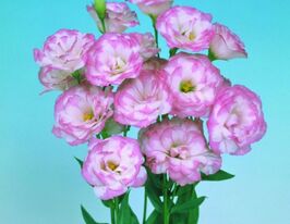 Эустома крупноцветная махровая Мариачи F1 пинк пикоти купить