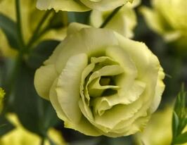 Эустома махровая Флаер F1 жаде купить