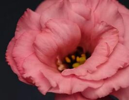 Еустома махрова Флаєр F1 діп роузкупити