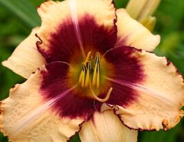 Лілейник Боде Лод (Border Lord)купити