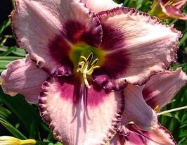 Лілейник Криатив Едж (Creative Edge)купити