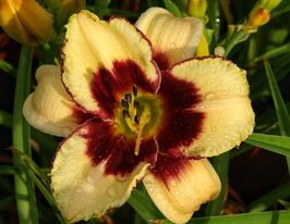 Лілейник Дрім Легасі (Dream Legacy)купити