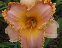 Лілейник Спейскоаст Старберст (Spacecoast Starburst)купити