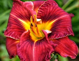 Лілейник Май Вейз (My Ways)купити