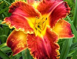 Лілейник Стартл (Startle)купити