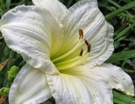 Лілейник Джоан Синьйор (Joan Senior)купити