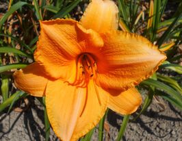 Лілейник Командмент (Commandment)купити