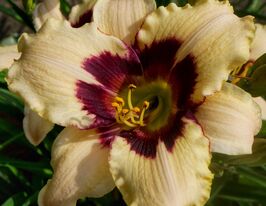 Лілейник Мунлайт Маскверед (Moonlight Masguerade)купити