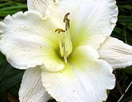 Лілейник Птарміган (Ptarmigan)купити