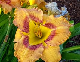 Лілейник Веб оф Інтріг (Web Of Intrigue)купити