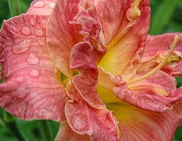 Лілейник Лейсі Дойлі (Lacy Doily)купити