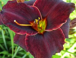 Лілейник Серена Дарк Хорс (Serena Dark Horse)купити