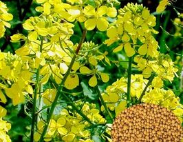 Гірчиця біла (сидерат)  5 кгкупити