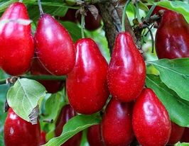 Кизил Лук'янівський купити