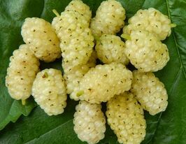 Шелковица Виктория (белая)  купить