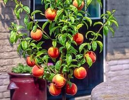 Персик колоновидний Сувенір купити