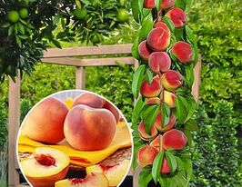Персик колоновидний Медовий купити