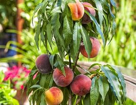 Персик колоновидний Штайнберг купити