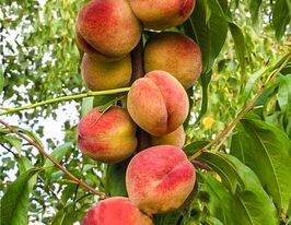 Персик колоновидний Балконелла купити