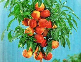 Персик колоновидний Золотий Тріумфкупити