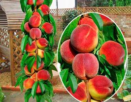 Персик колоновидний Тотем Садовода купити