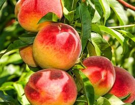 Персик колоновидний Ювілейний купити