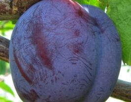 Слива Кубанська рання купити