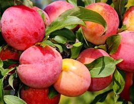 Слива диплоїдна Роял Руж купити