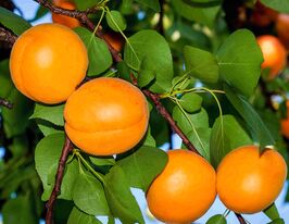 Абрикос Київський ранній купити
