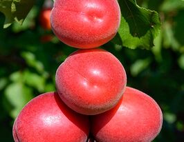 Абрикос Пріція купити