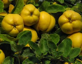 Айва яблукоподібна Відмінниця купити