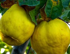 Айва грушоподібна Румо купити