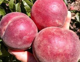 Персик Фіделія купити