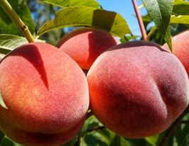 Саженцы персика в Украине: купить саженцы персиков почтой