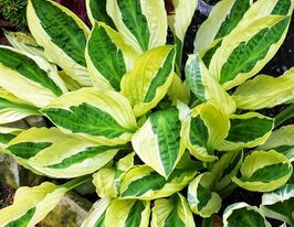 Хоста Йеллоу Полька (Yellow Polka Dot Bikini) купить