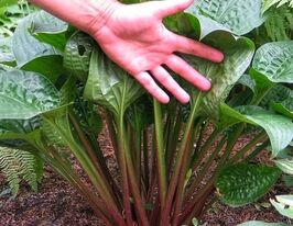 Хоста Келтик Аплендз (Celtic Uplands) купить