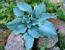 Хоста Титаниум (Titanium) купить